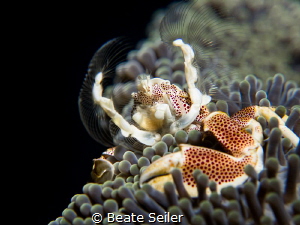 Porcelain crab by Beate Seiler 
